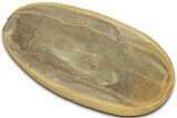 Macroneuropteris Fern Fossil Pos/Neg - Mazon Creek #325824-2